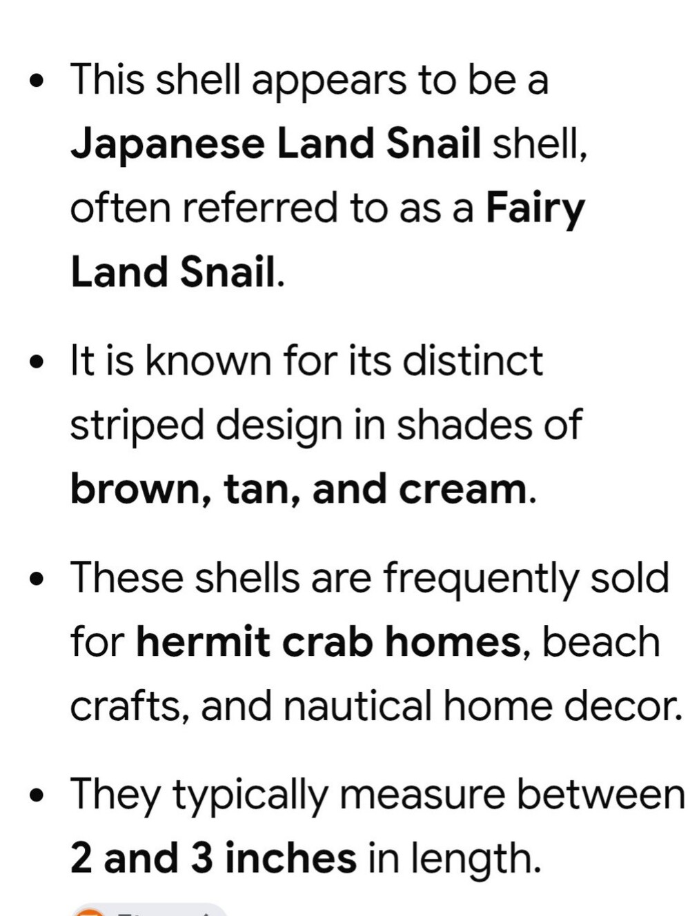 Set /3 Sea Shells - Picture 16 of 16